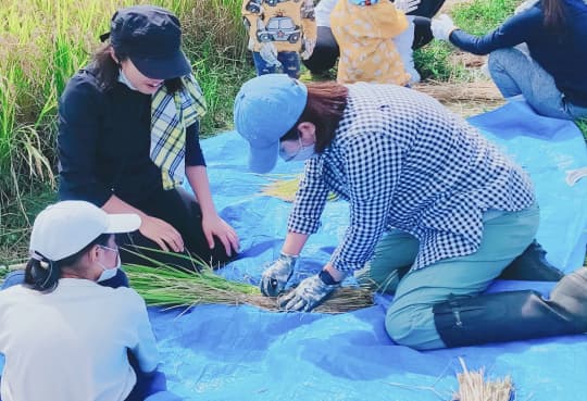 稲を干すために束ねる作業をする池田あやのの写真